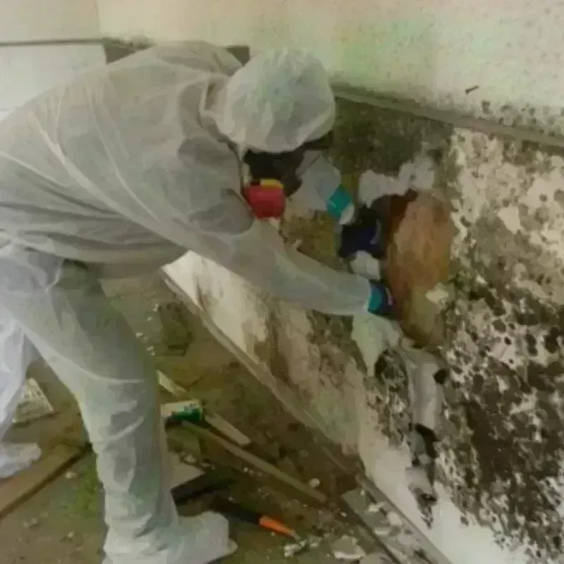 Mold Remediation and Removal in Mount Zion, GA